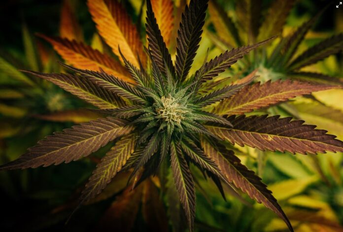 Cannabis